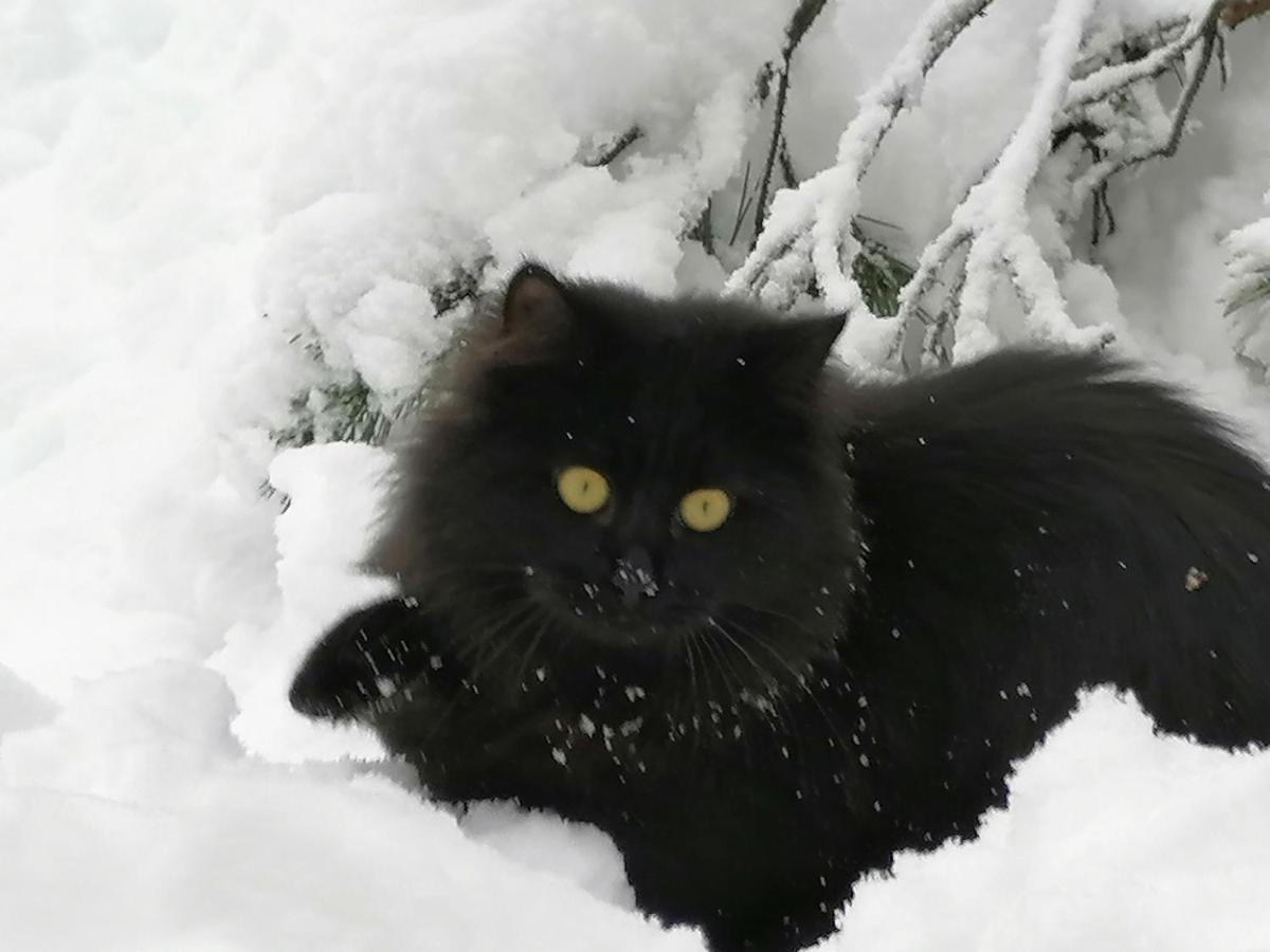 Zbogar Daire Rateče Dış mekan fotoğraf